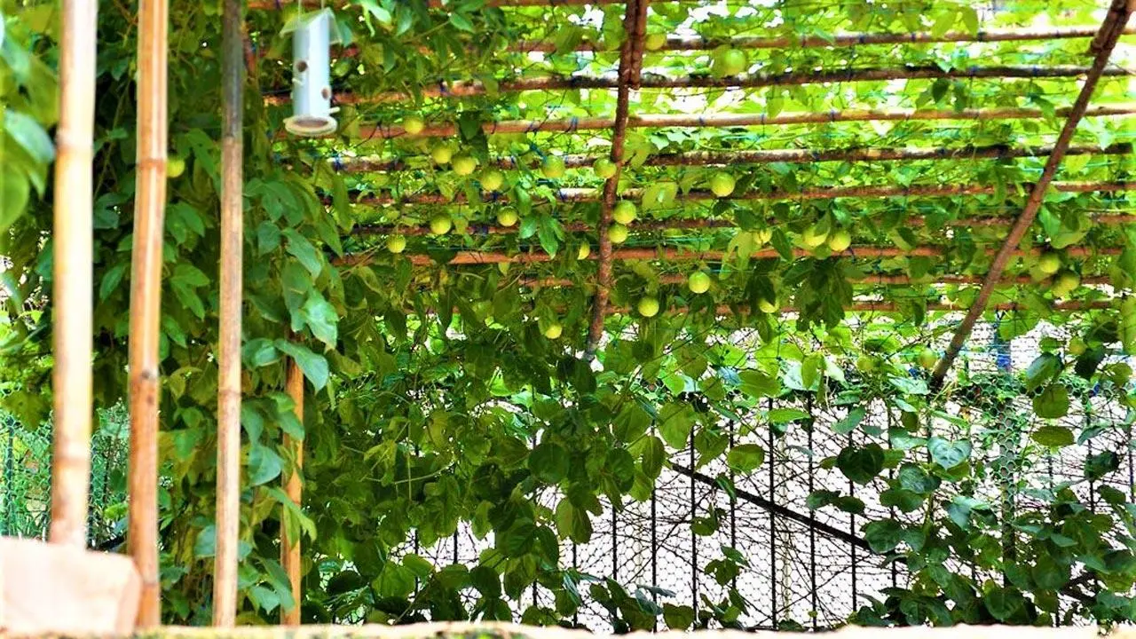 Want to grow passion fruit? Take tips from this Mumbai-based urban farmer