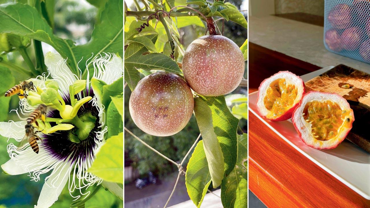 Las abejas llegan para polinizar una pasión; Fruta de pasión en el jardín de origen; La fruta consiste en una pulpa picante y una médula blanca esponjosa