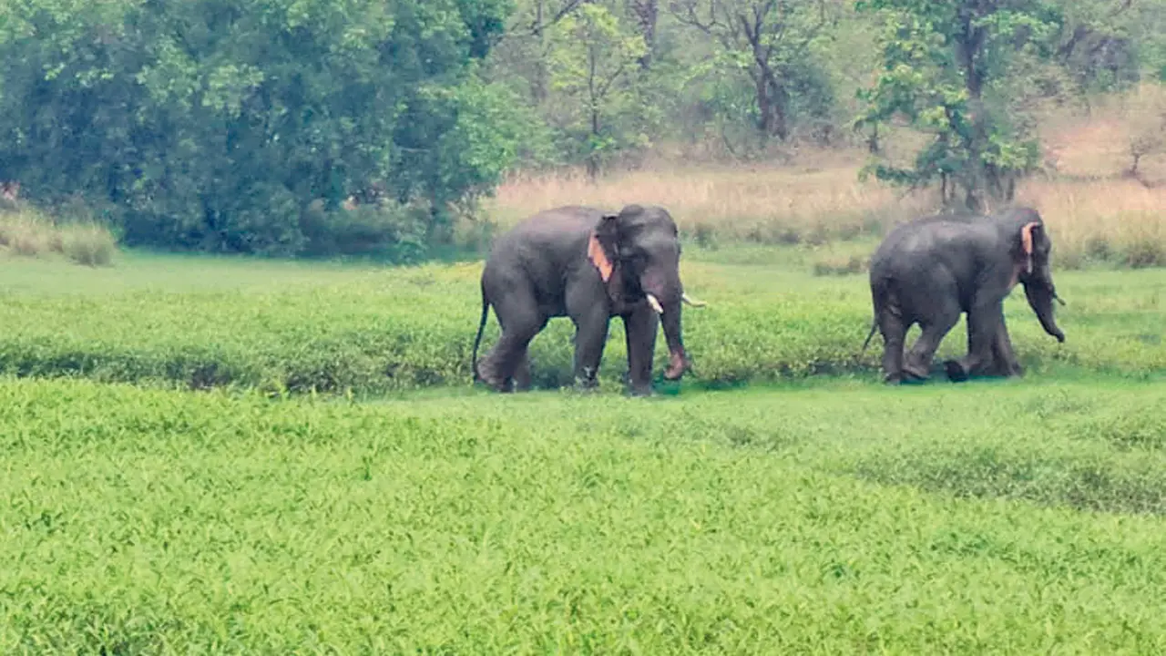 Maharashtra: Elephants return to Tadoba more than 50 years later