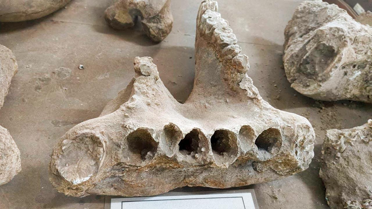 Fossils of the extinct Indian hippopotamus. Pics Courtesy/Paleontology laboratory, deccan college