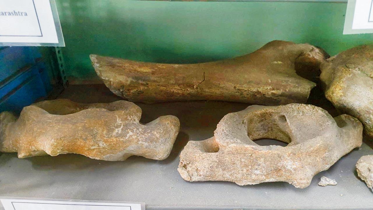 Fossils of a stegodon, the predecessor to the  modern elephant  