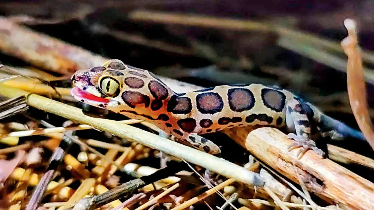 Giri’s geckoella: Rare gecko spotted in Aarey Colony