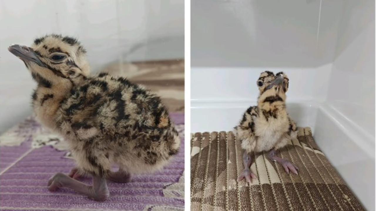 Project GIB welcomes 4 new captive-bred Great Indian Bustard chicks in Jaisalmer do sex