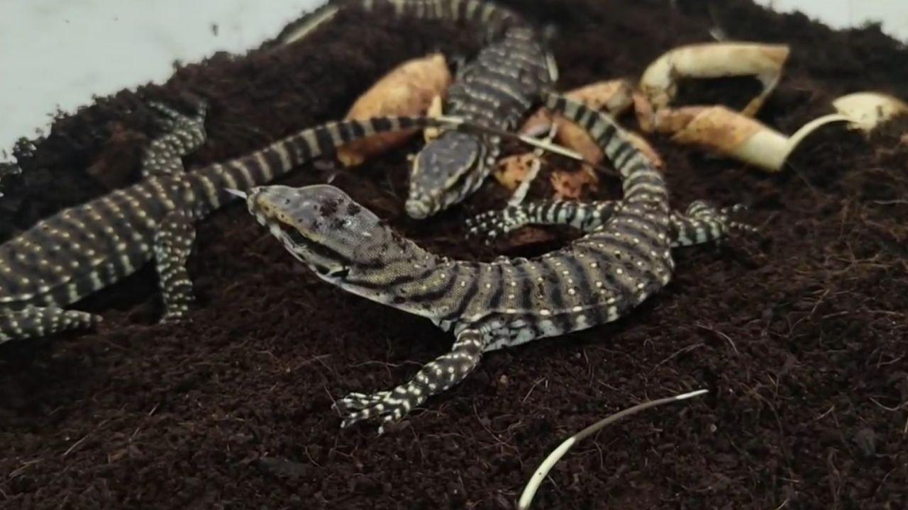 The incubation process was overseen by zoologist Chinmay Joshi, who evaluated the eggs and created artificial conditions to ensure successful hatching