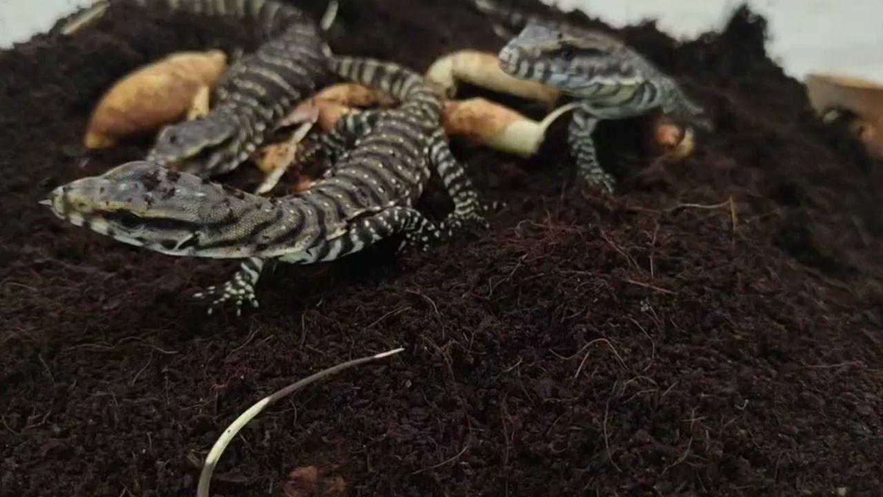 The Indian monitor lizard is protected under Schedule I of the Wildlife Protection Act, 1972. Any trade involving the species or its body parts is a punishable offence under the Act