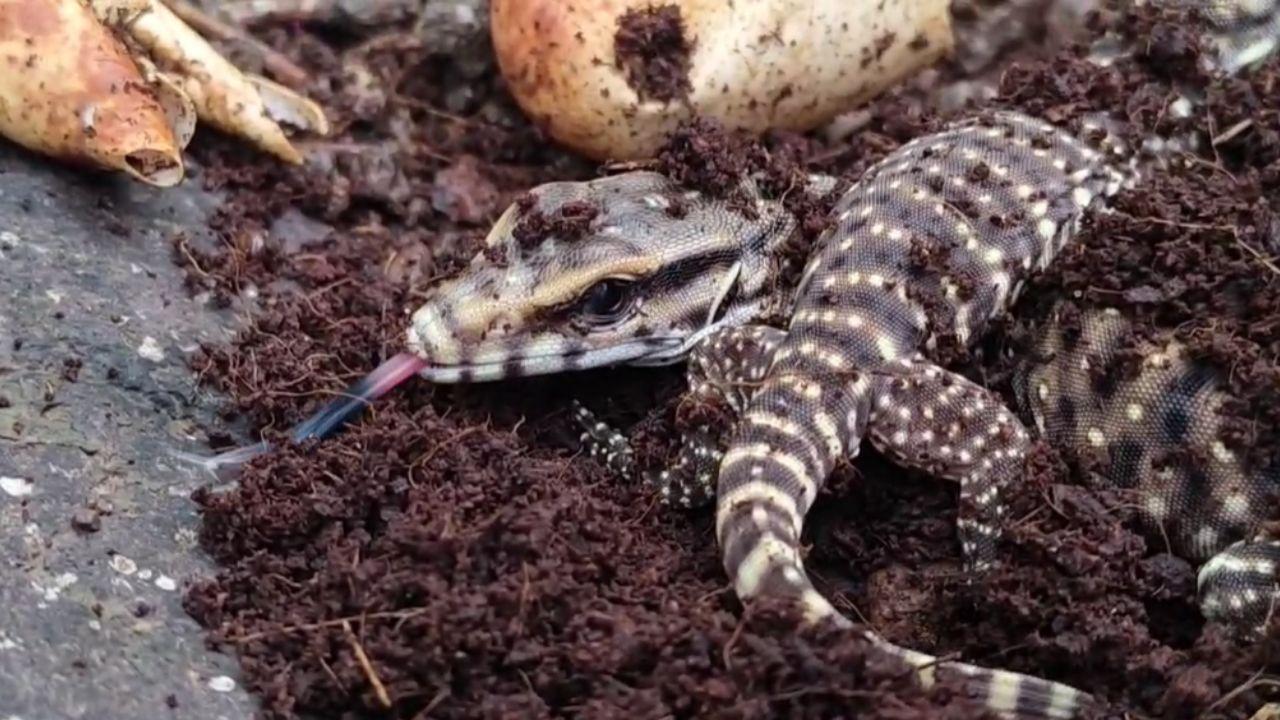 After 114 days of careful monitoring, five Indian monitor lizards successfully hatched and were released back into their natural habitat