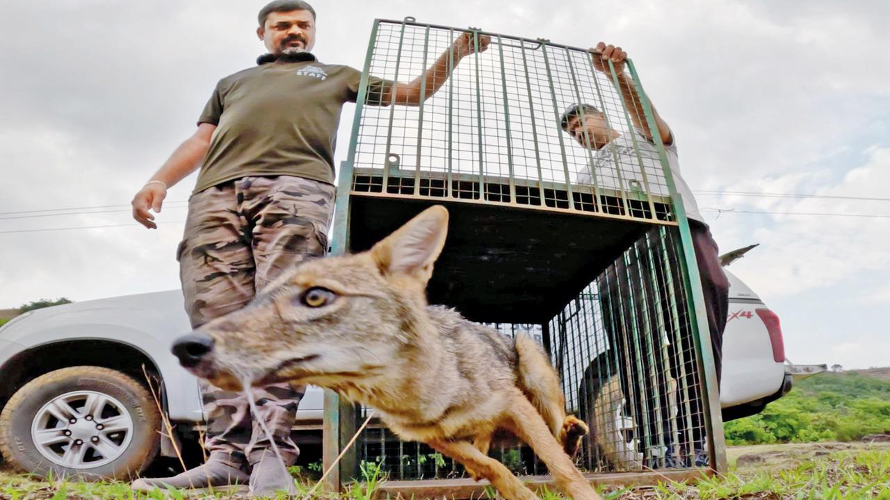 Maharashtra Forest department in Junnar rescues Golden jackal in Junnar