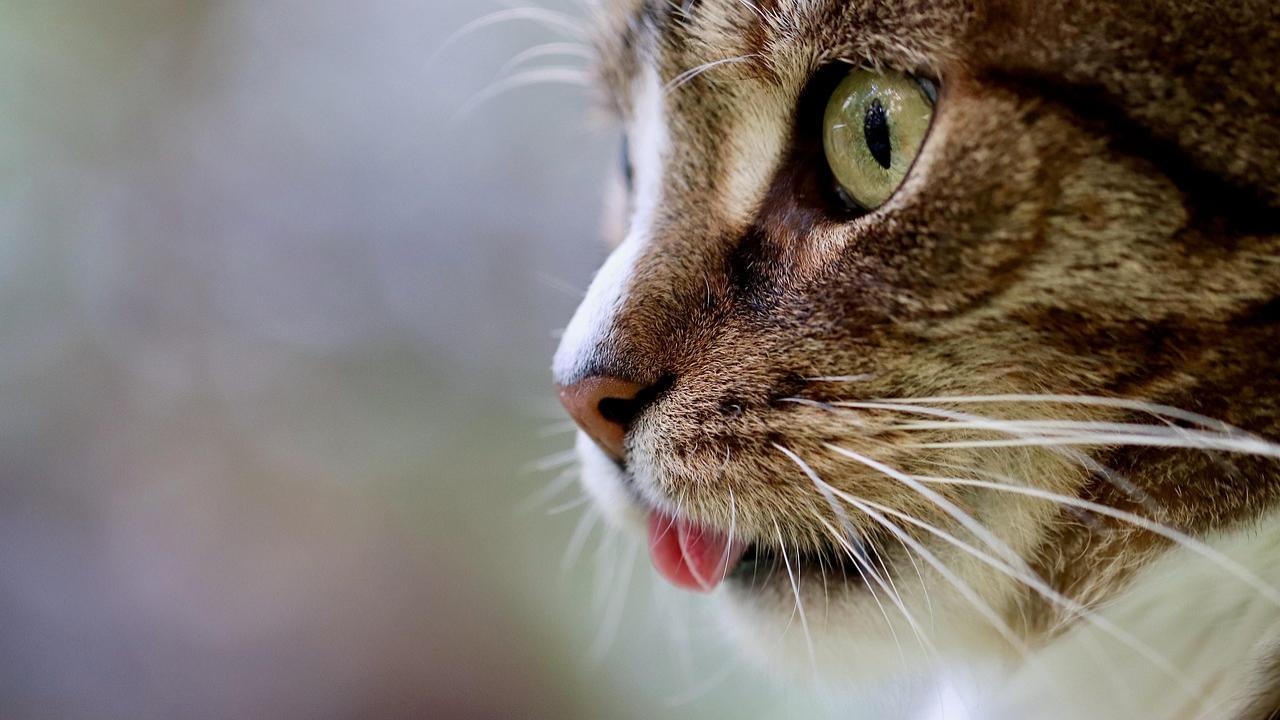 Bobtail cats in Japan's Nagasaki are thought to bring good luck