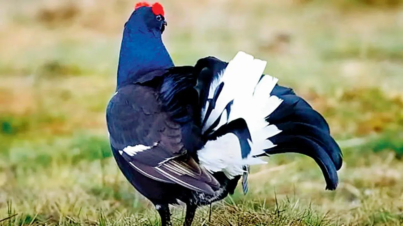 Here are 5 interesting facts about birds from Matt Ridley's new book