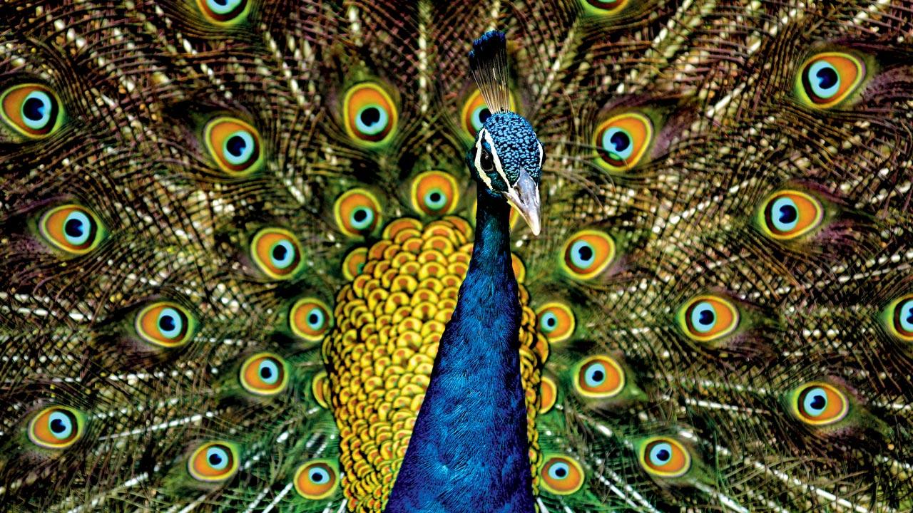 Peacock plumage. Pic Courtesy/Wikimedia Commons