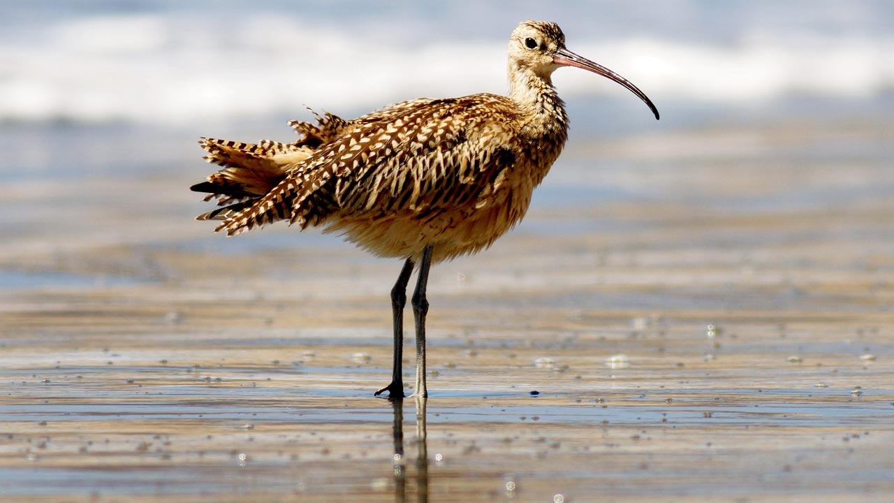 Long billed curlew. Pic Courtesy/Wikimedia Commons 