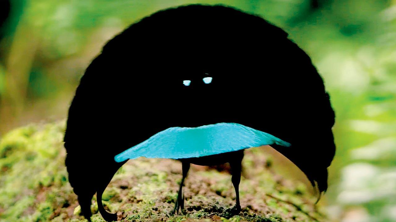 Vogelkop Superb Lophorina. Pic Courtesy/Youtube