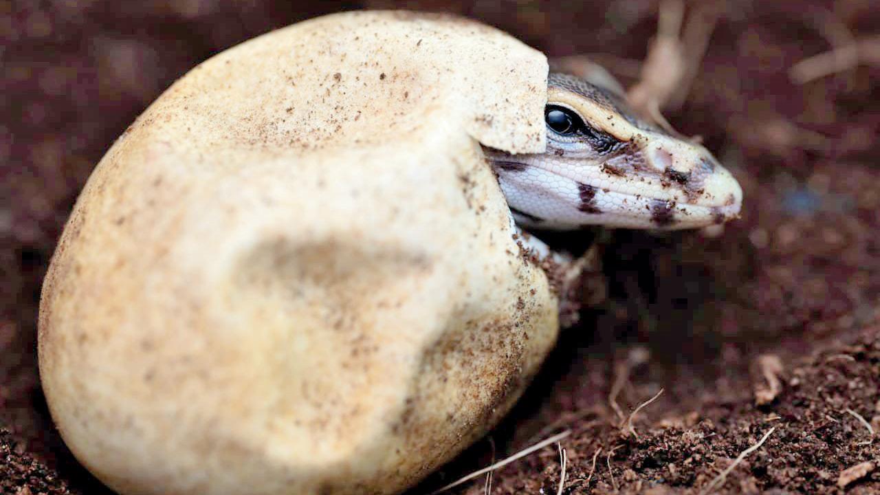 Mumbai: Monitor lizard eggs found in Mulund; incubated and released safely