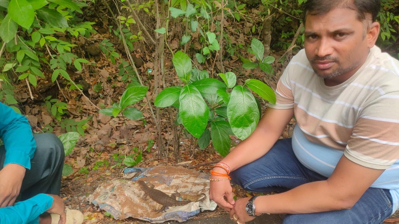Shiv Sena (UBT) leader's quick action saves injured monitor lizard in Aarey