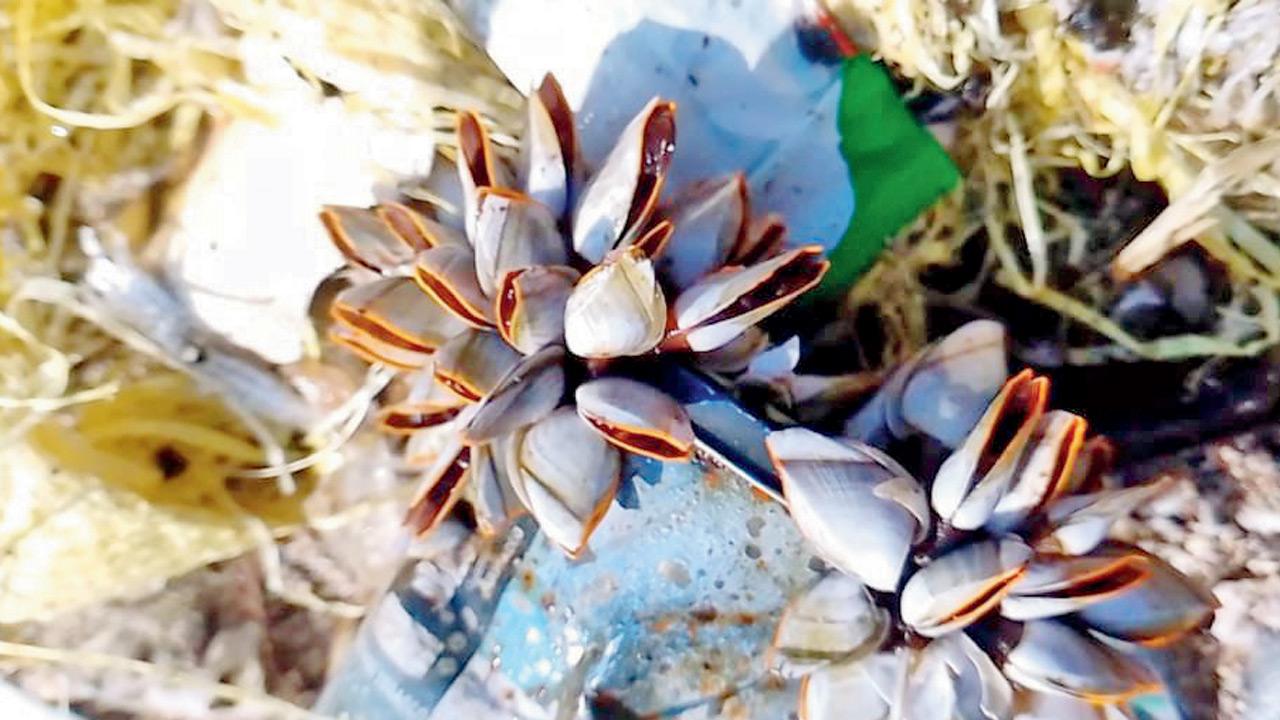 Gooseneck barnacles. Pic courtesy/Pradip Patade