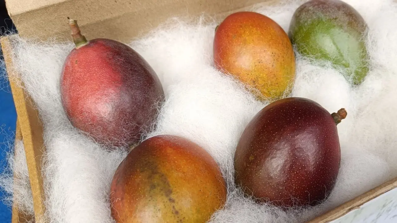 Pune farmer cultivates rare foreign mango varieties, including Japan's Miyazaki
