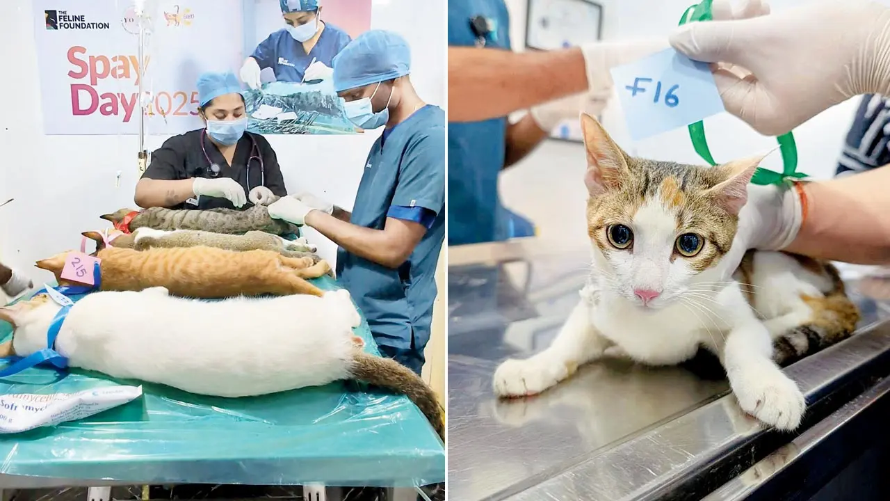 Volunteer vets and surgeons participating in the Spay Day initiative of Feline Foundation. Pic/Instagram@thefelinefoundation