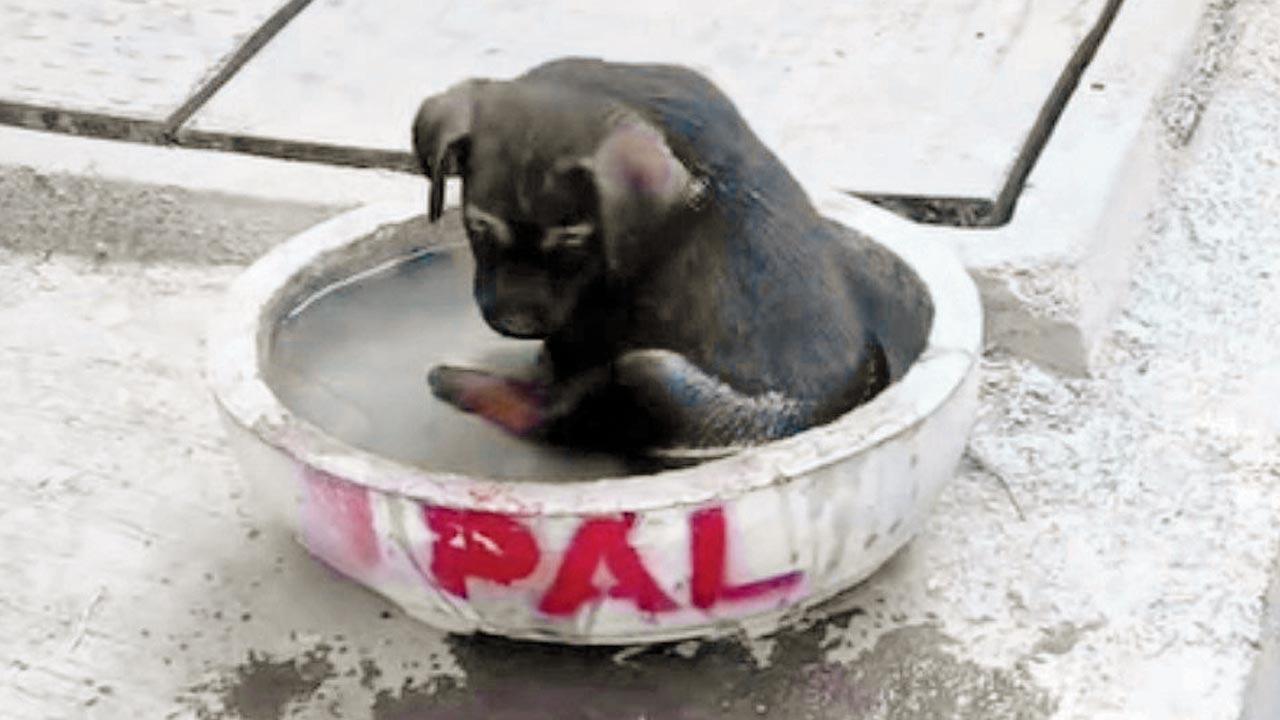 In PAL Foundation’s Water Bowl Project, cement water bowls are donated to volunteers all over the city. Pic/Instagram@palfoundation.in