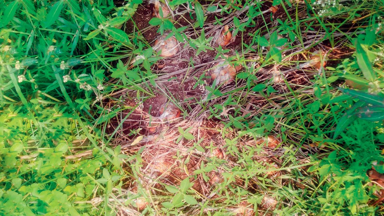 Unseasonal rain devastated Maharashtra’s onion crops, trigger price rise fears