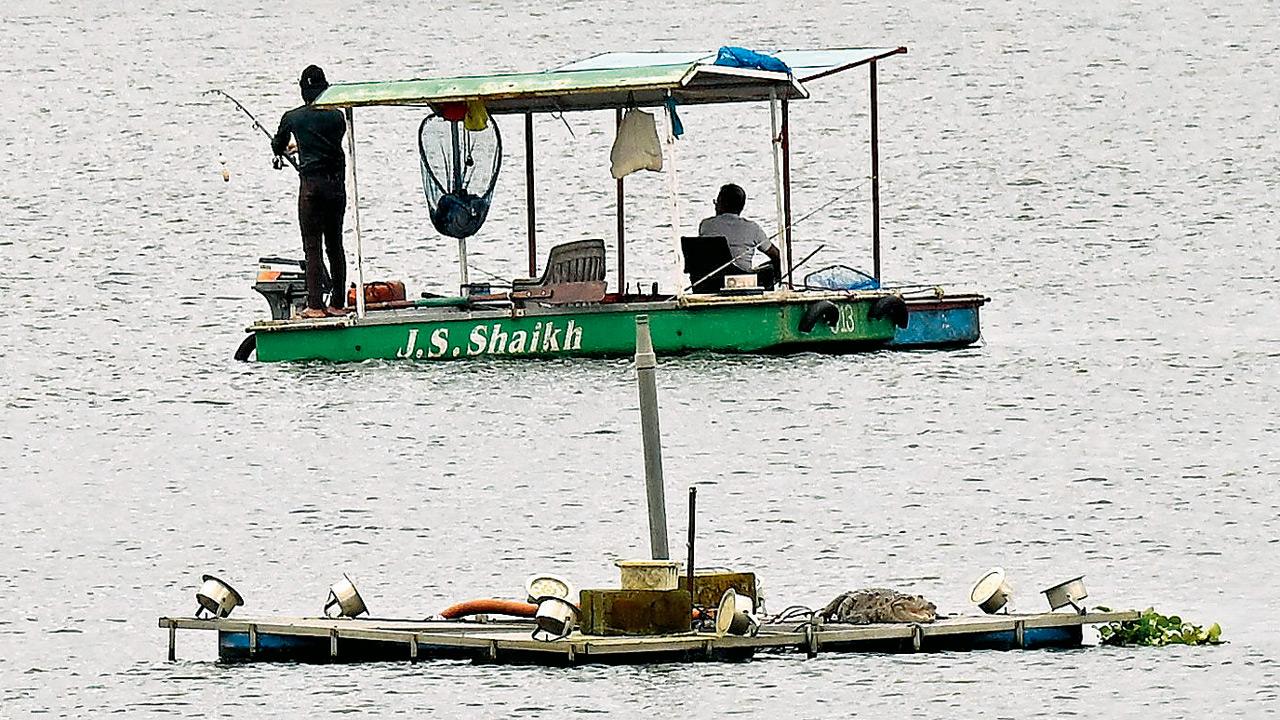 As the civic body plans musical fountains, a crocodile lounges undisturbed at Powai Lake on August 5, 2024. File Pic/Satej Shinde