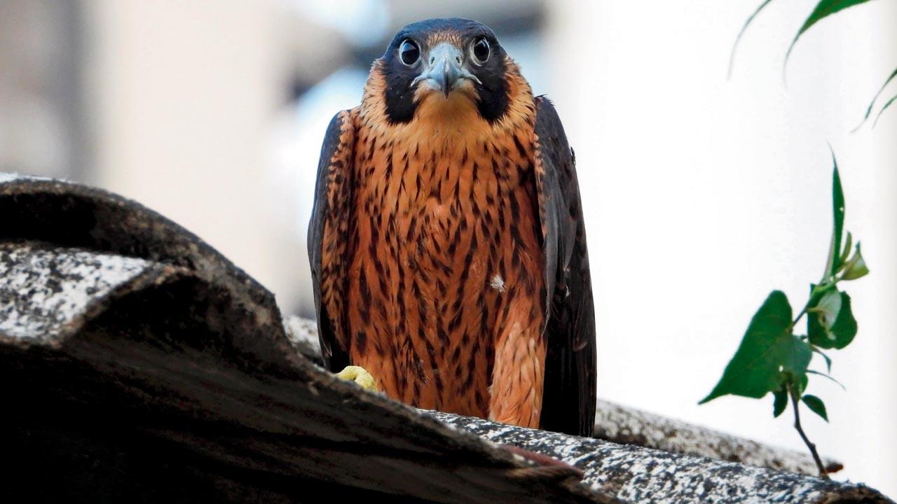 The Shaheen falcon perched on the shed of a cattle farm in Aarey Milk Colony. Pic/Mahesh Yadav
