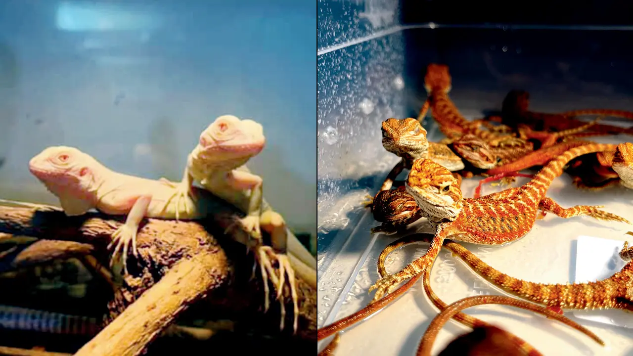 Mumbai Customs seizes exotic reptiles smuggled from Bangkok at CSMIA