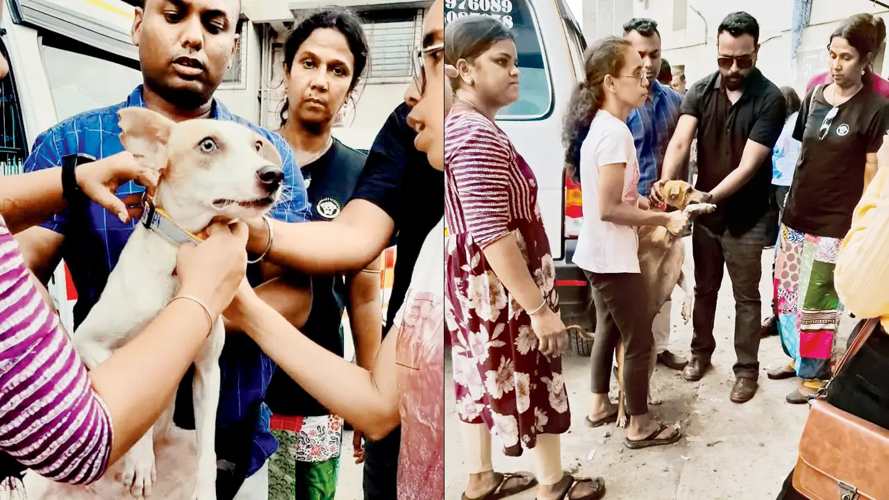 Mid-Day Impact: Stray dogs illegally relocated to Aarey finally return to Kandiv