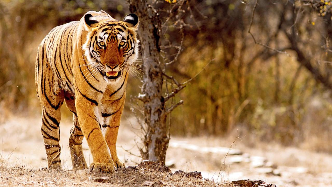 Apex tiger body admits no data on missing tigers in India since 2010