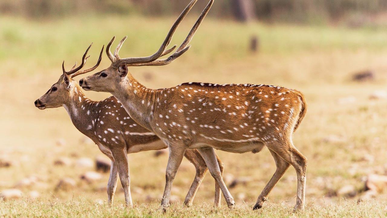 Mumbai: Three men arrested near SGNP with antlers in their possession
