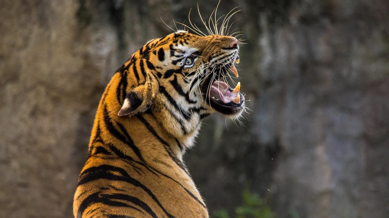 The tiger conservationist was mentored by Fateh Singh Rathore, a legendary figure in Indian conservation and a key member of the original Project Tiger team
Over his five-decade-long career, Thapar strongly lobbied for tougher anti-poaching rules and efforts to protect tiger habitats