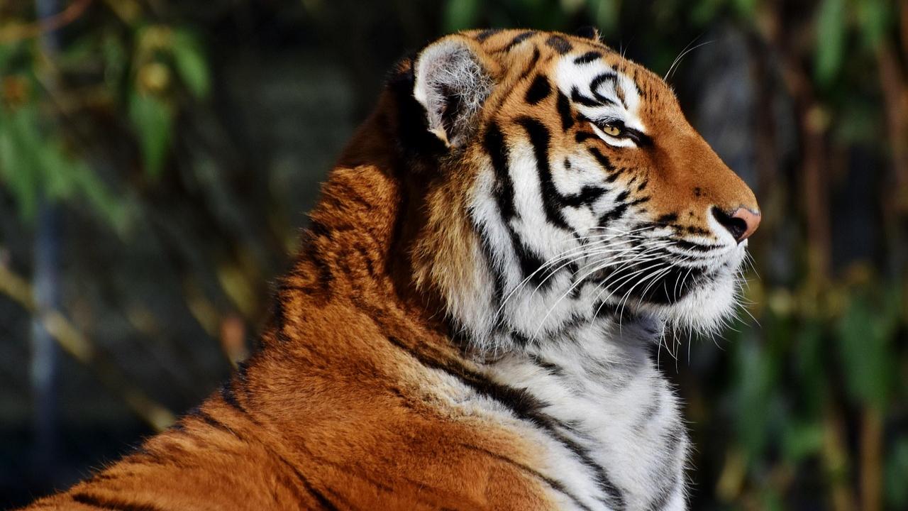 Thapar wrote or edited more than 30 books on wildlife, including 'Land of the Tiger: A Natural History of the Indian Subcontinent (1997)', and 'Tiger Fire: 500 Years of the Tiger in India'
