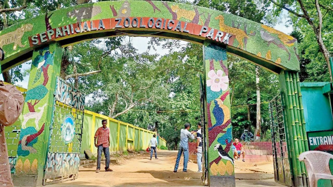 Tripura: Sepahijala Zoo welcomes three tiger cubs, first birth in 53 years