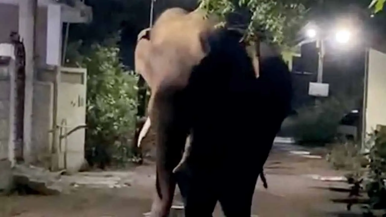 Maharashtra: Rogue tusker CME3 seen in Gadchiroli, sparks concerns