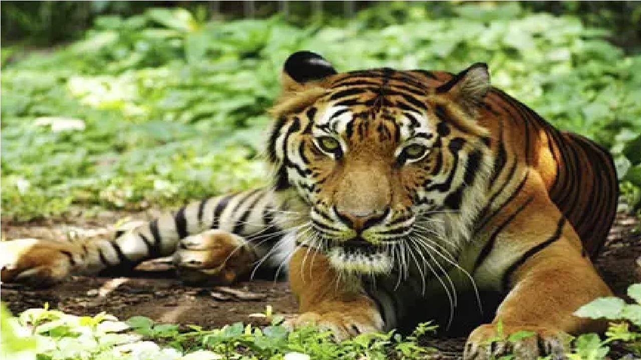 Thapar co-founded the Ranthambhore Foundation in 1988, a non-governmental organisation focused on community-based conservation efforts