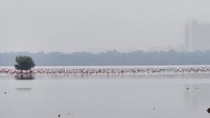 IN PHOTOS: Flock of Lesser Flamingos at Airoli wetlands