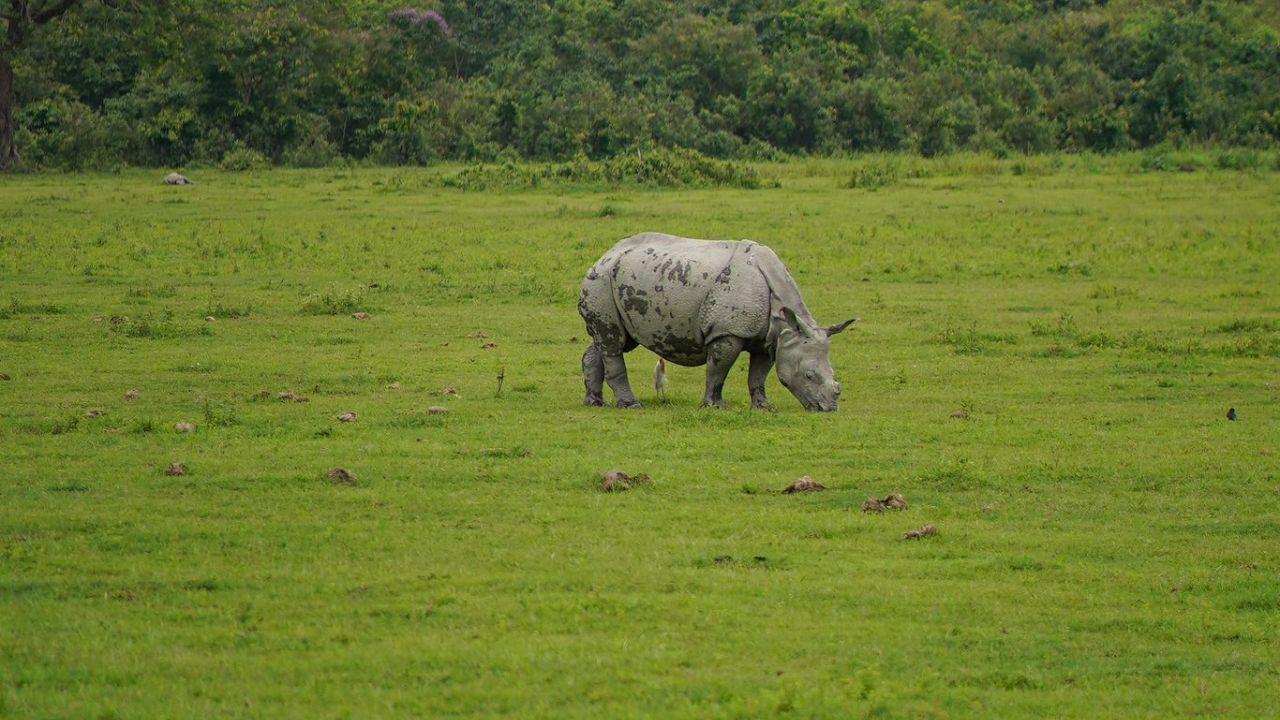 Kaziranga National Park is a UNESCO World Heritage site of India and is known for the Great Indian one-horned Rhinoceros