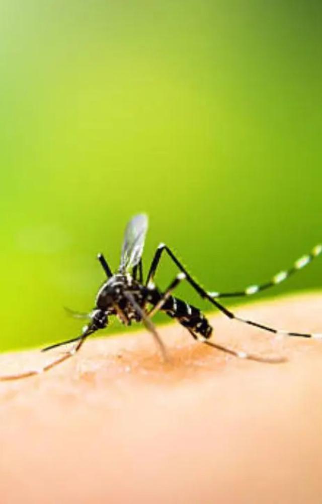 4 tips to prevent dengue as monsoon season approaches
