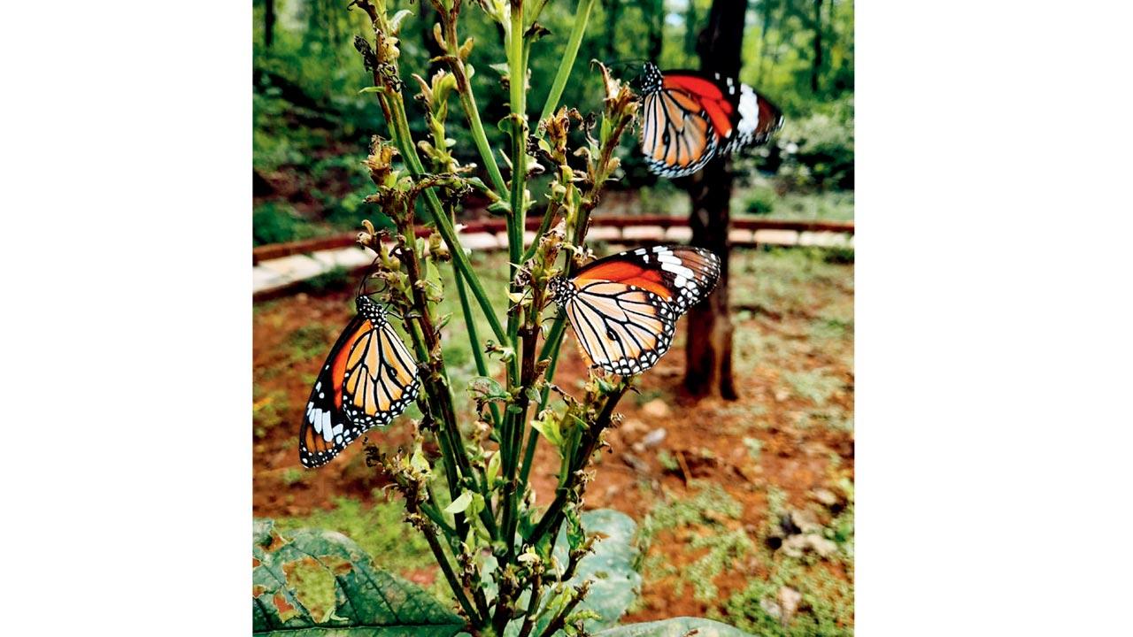 Striped Tiger butterflies. Pics Courtesy/Inaturewatch Foundation