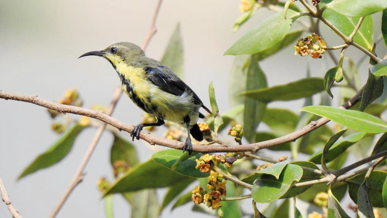 The purple sunbird is a common sighting at the Maharashtra Nature Park. Pics Courtesy/Sandra Pereira