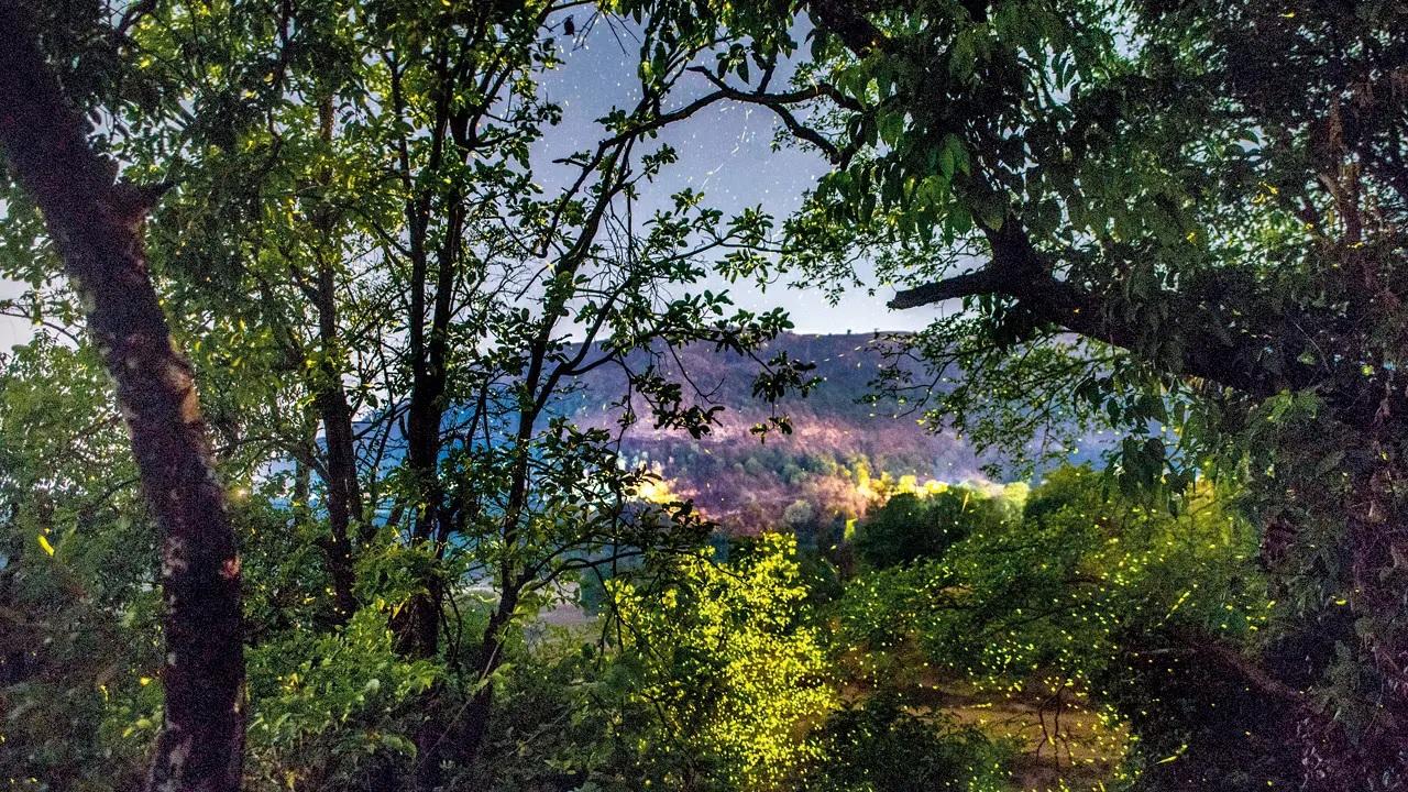 <p><strong>Jugnoo watch</strong><br />There&rsquo;s something timeless about sitting under a starry sky and watching a thousand fireflies light up the trees around you. Mid May marks the beginning of the firefly season in Bhandardara and nearby Purushwadi. For two to three weeks, this area turns into natural fairylands</p>
<p>The experience also offers a soft introduction to camping: basic tents, barbecue dinners, and simple storytelling under the stars. Several trekking tourism groups organise overnight trips. We recommend Treks &amp; Trails, as they organise Bhandardara Fireflies Camping &mdash; Firefly Fest.</p>
<p><strong>Price</strong>: Rs 1,299 for ages 4 to 9 and Rs 1,899 for ages 10 and above&nbsp;<br /><strong>Contact:</strong> www.treksandtrails.org to book</p>
