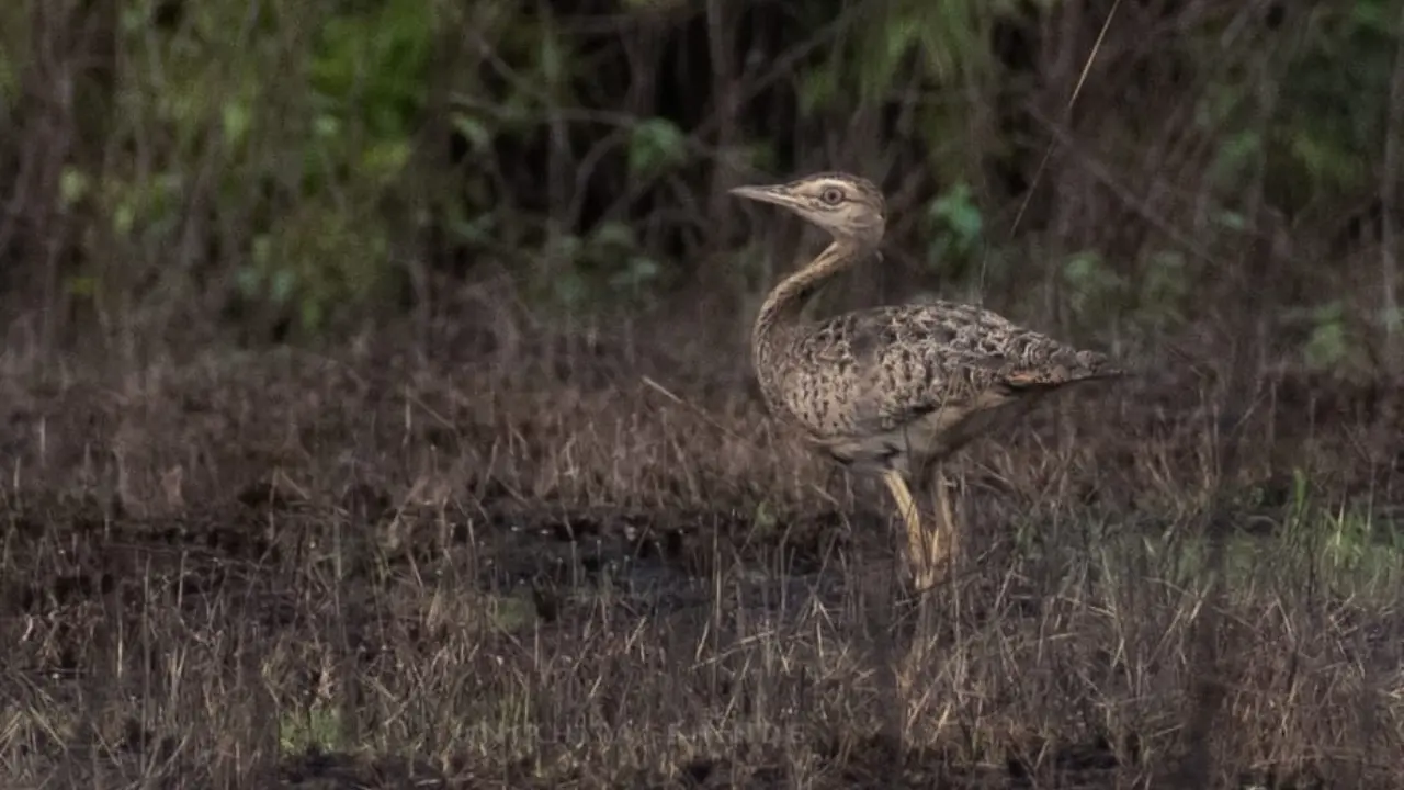 Lesser florican spotted for 'first time' in Ratnagiri