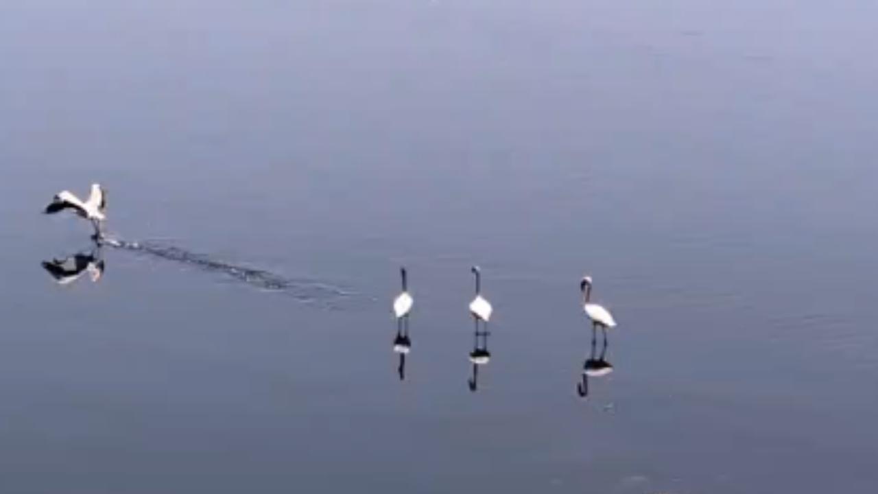 Between December and January it is usually considered a peak period to spot the flamingos in the parts of state