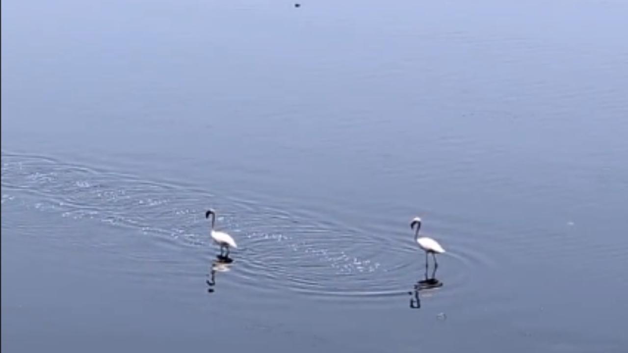 Their migration starts after the monsoon, when water-filled regions begin drying up. However, owing to the good availability of water over the past few years through the winter, arrivals have been delayed