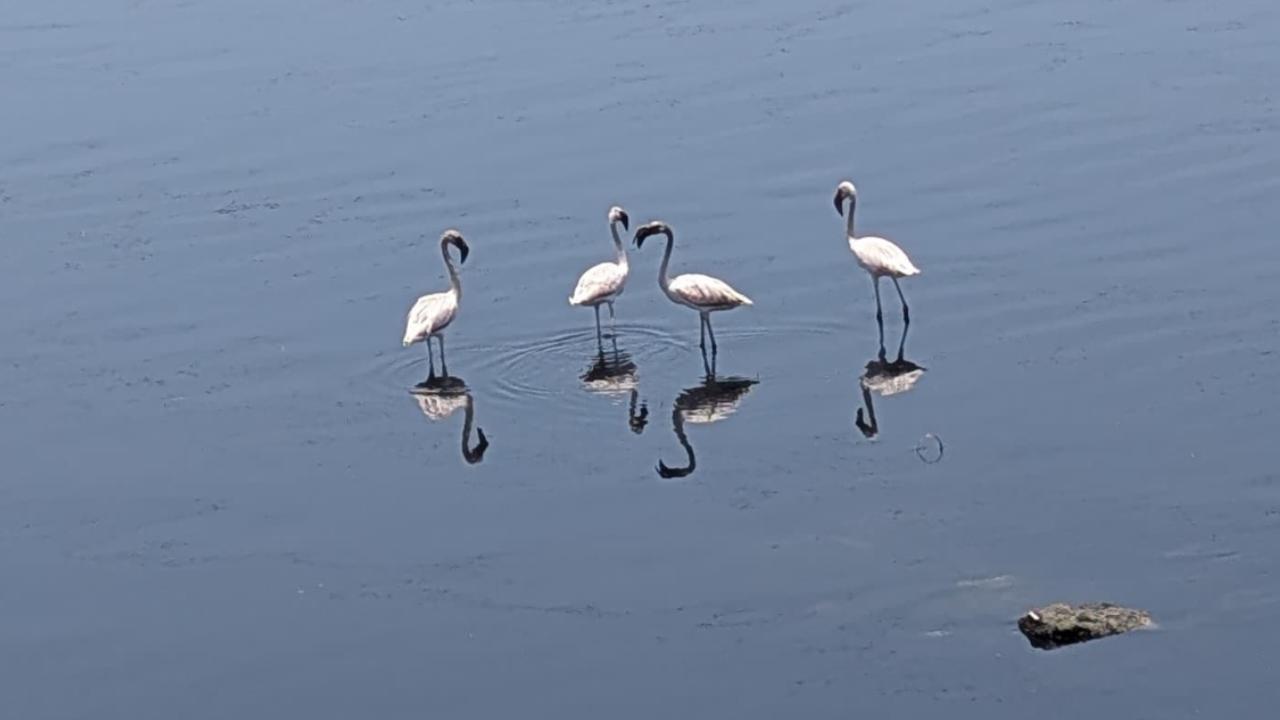 IN PHOTOS: Flamingos at Mogara Nullah in Mumbai's Andheri