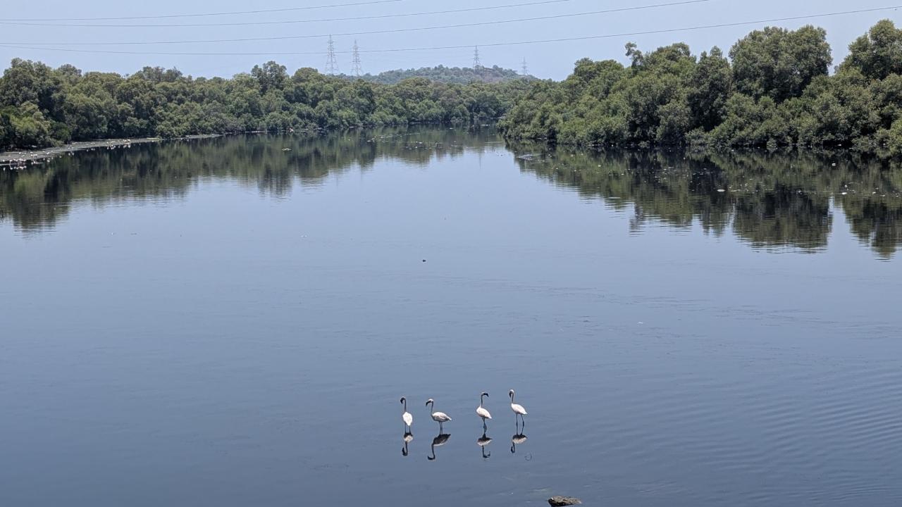 Flamingos flock to Mogara Nullah in Andheri