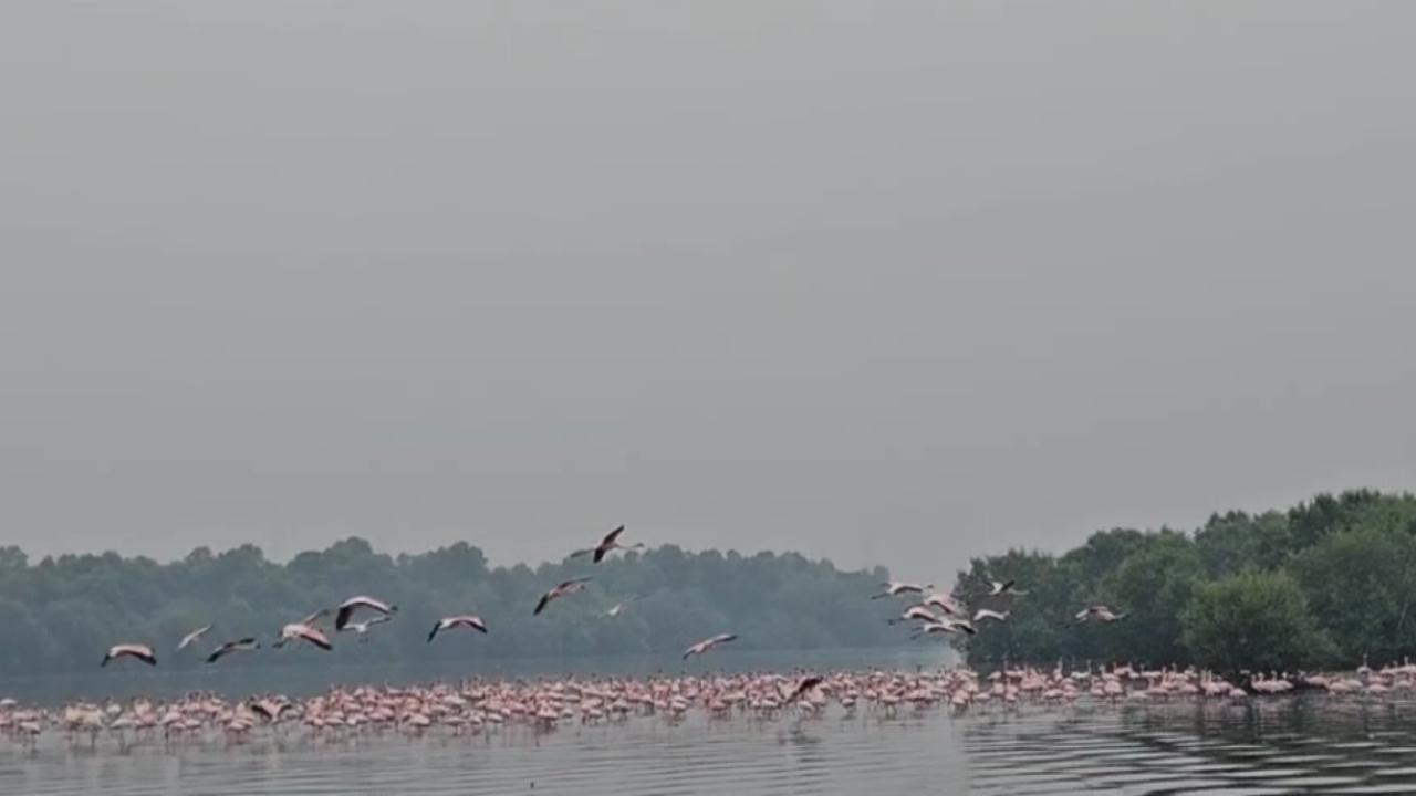 Of the thousands of flamingos that migrate to the Mumbai region each year, around 90 per cent are lesser flamingos