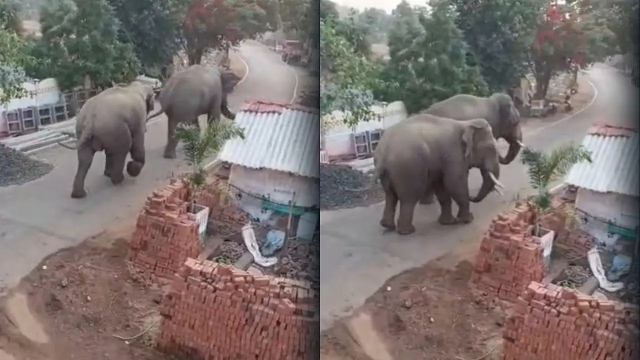 Tusker ME3 spotted in Maharashtra; forest officials alerted