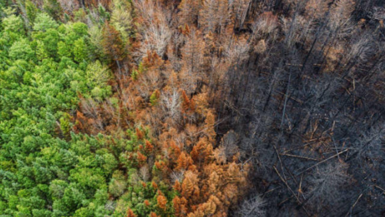 The report from WMO highlights that there is an 80 per cent chance that at least one of the next five years will exceed 2024 as the warmest on record yet