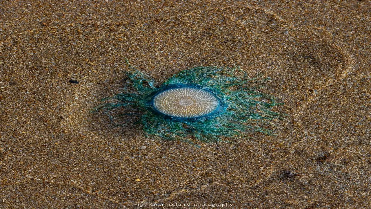 Blue buttons spotted on Juhu beach signal monsoon’s arrival