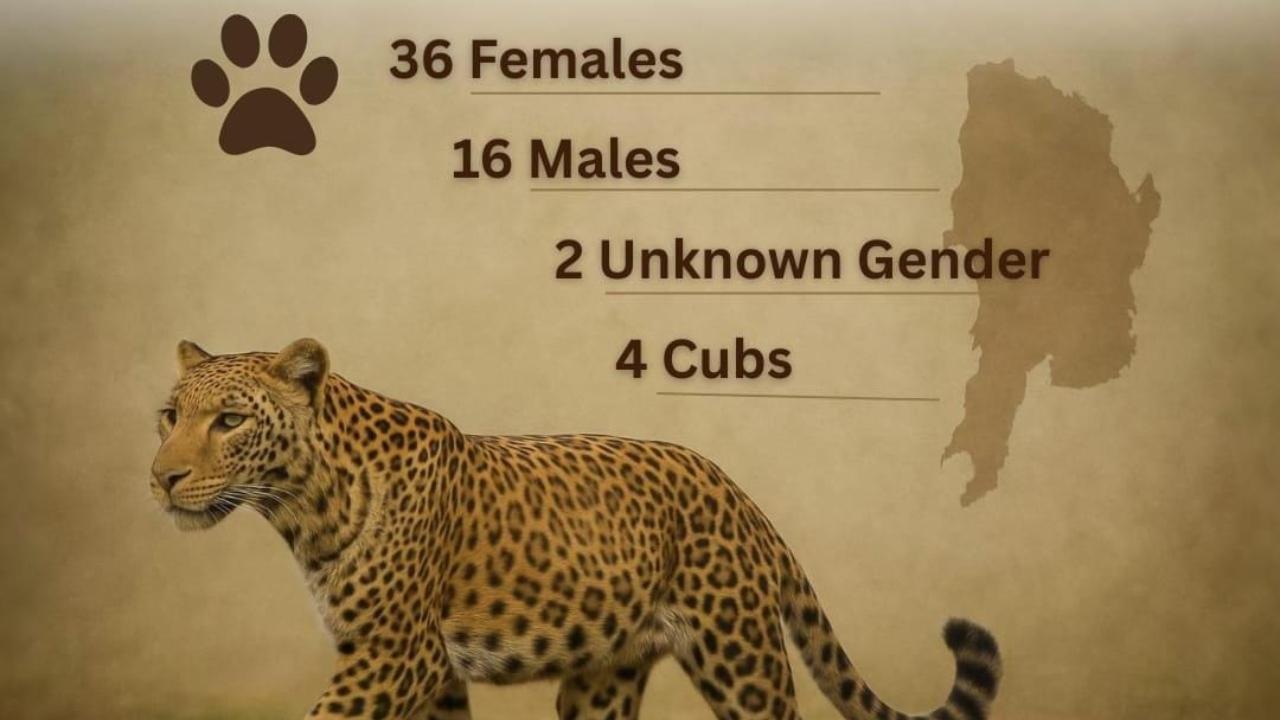 SGNP and Aarey Milk Colony home to 54 leopards, four cubs: Study